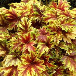 Heuchera 'Golden Zebra'